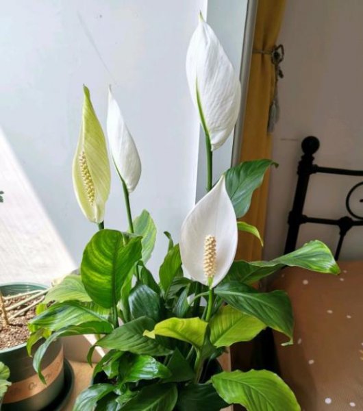 一帆风顺花怎么养才旺盛