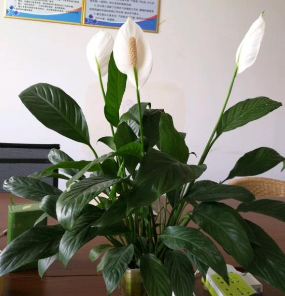 一帆风顺花怎么养才旺盛