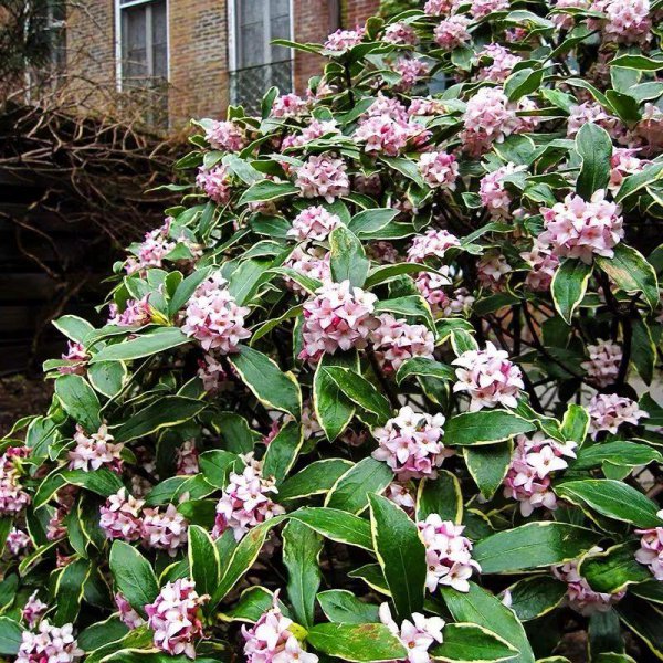 瑞香花叶子下垂怎么办