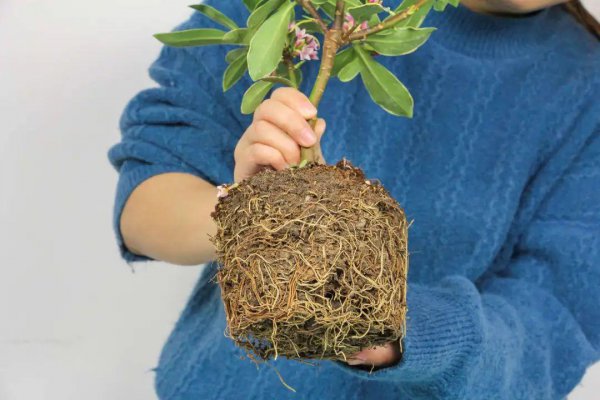瑞香花叶子下垂怎么办