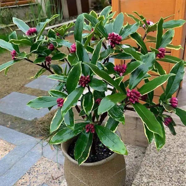 瑞香花叶子下垂怎么办