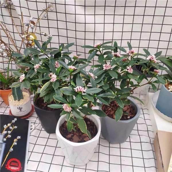 瑞香花叶子下垂怎么办