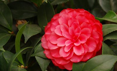 茶花夏季怎么养 茶花的夏季养法