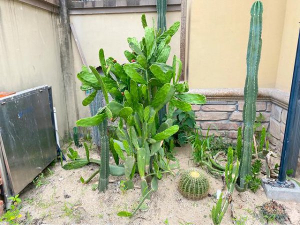 仙人掌怎样才能养的肥肥壮壮高大挺拔？