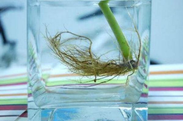 橡皮树怎么繁殖