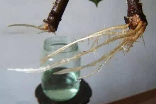 橡皮树怎么繁殖