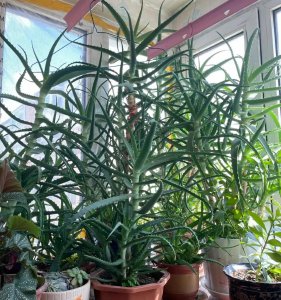 吸甲醛植物有哪些 盘点5种常见吸甲醛植物排行榜