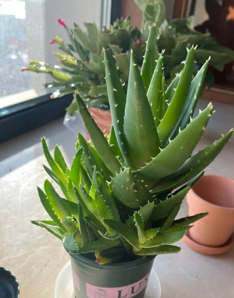吸甲醛植物有哪些
