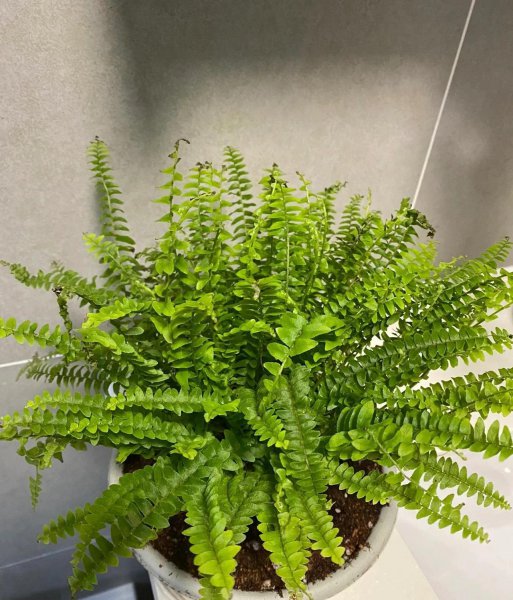 吸甲醛植物有哪些
