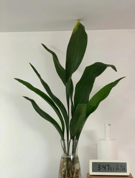 吸甲醛植物有哪些