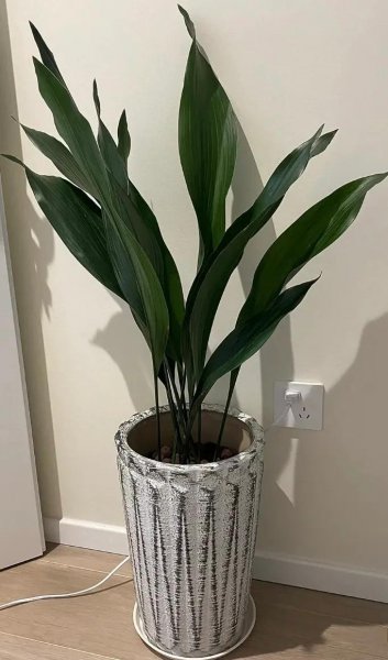吸甲醛植物有哪些
