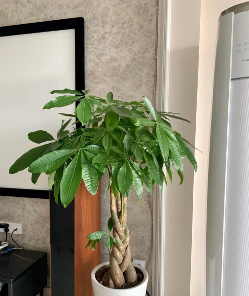 吸甲醛植物有哪些