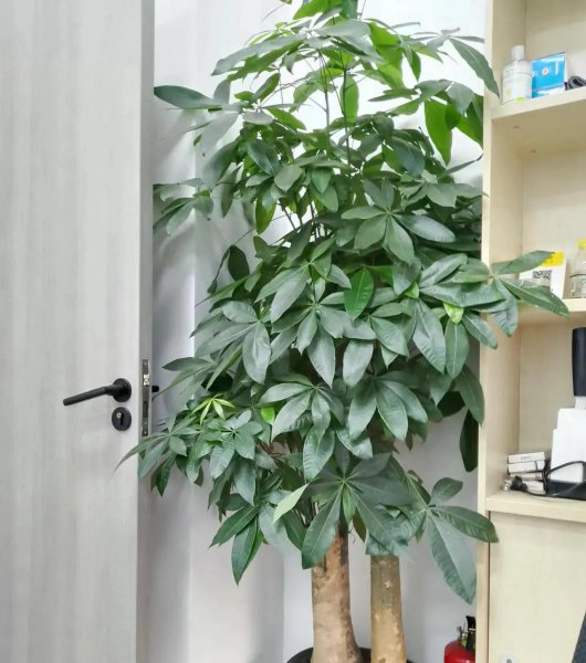 吸甲醛植物有哪些