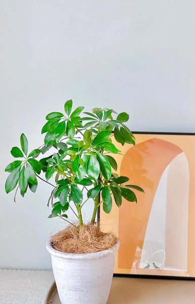 吸甲醛植物有哪些