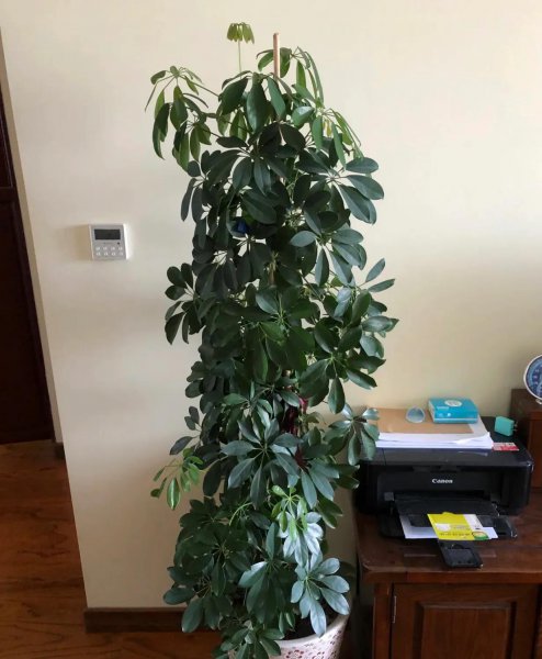 吸甲醛植物有哪些