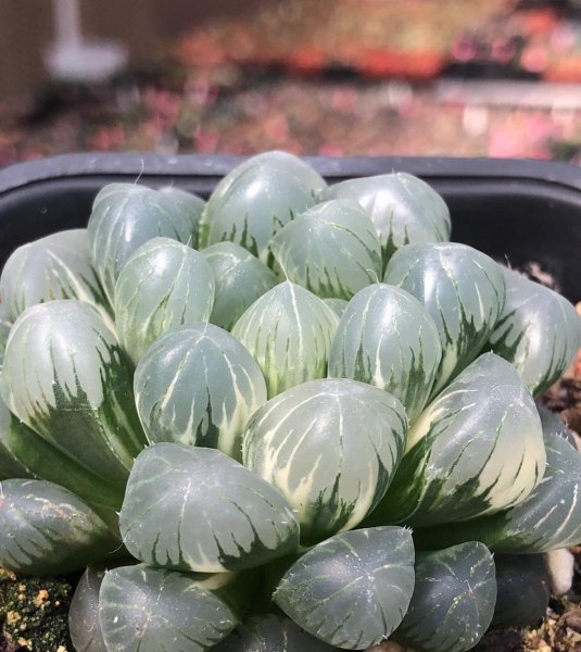 玉露变黑了怎么办