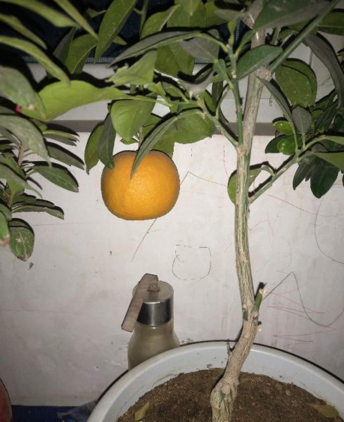 盆栽柑橘怎么养才能结果