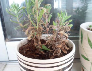 薰衣草叶子干枯怎么办 解决薰衣草叶子干枯的办法