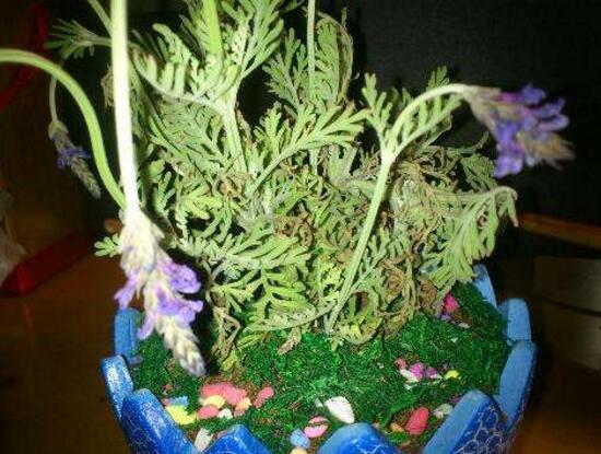 薰衣草叶子干枯怎么办