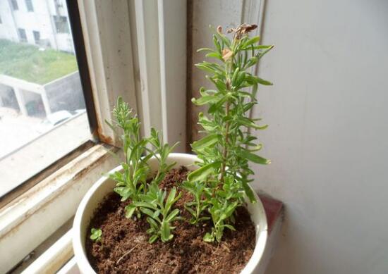 薰衣草叶子干枯怎么办