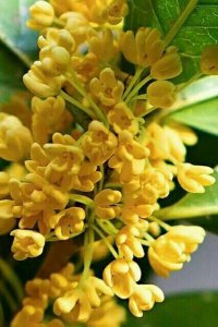 秋天桂花怎么养 详解秋季桂花养护方法