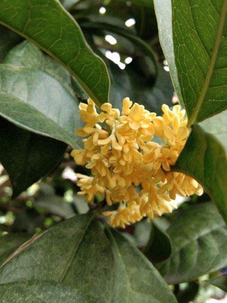 秋天桂花怎么养