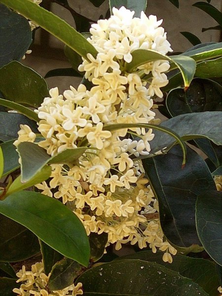 秋天桂花怎么养
