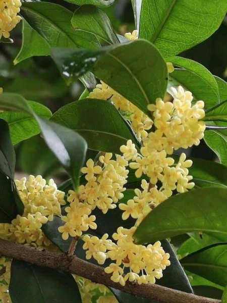 秋天桂花怎么养