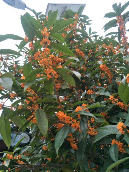 秋天桂花怎么养