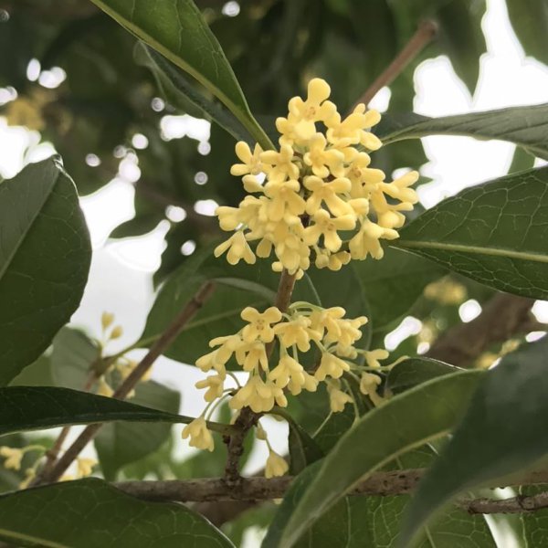 秋天桂花怎么养