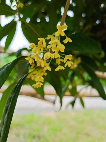 秋天桂花怎么养
