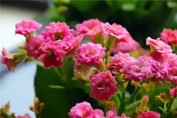 长寿花长了花苞怎么养护才能冬天开花