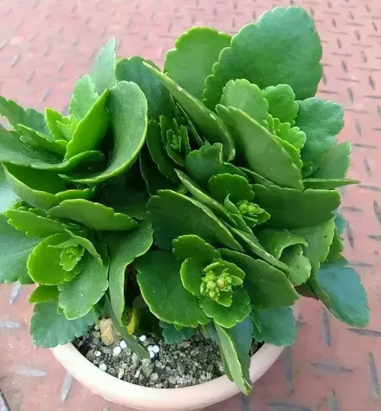 长寿花长了花苞怎么养护才能冬天开花