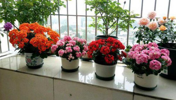 长寿花长了花苞怎么养护才能冬天开花