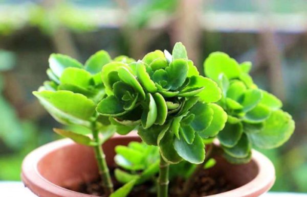 长寿花长了花苞怎么养护才能冬天开花