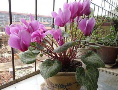 仙客来花茎发蔫弯下来怎么办 仙客来倒下来的原因及解决办法