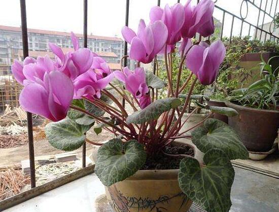 仙客来花茎发蔫弯下来怎么办