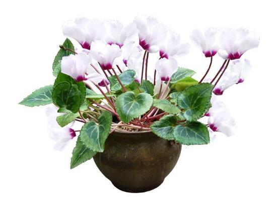 仙客来花茎发蔫弯下来怎么办
