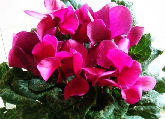 仙客来花茎发蔫弯下来怎么办