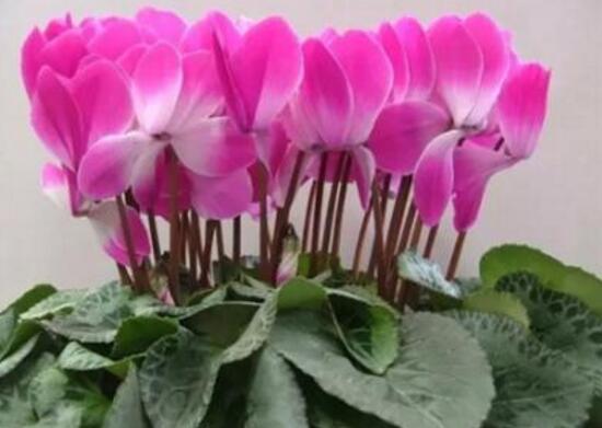 仙客来花茎发蔫弯下来怎么办