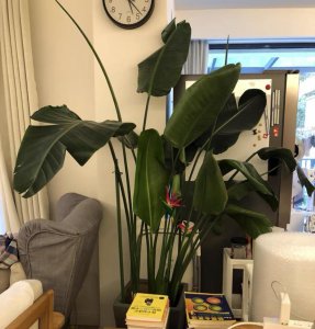 天堂鸟适合家养吗 天堂鸟的养护方法