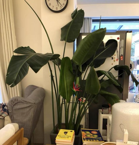 天堂鸟适合家养吗