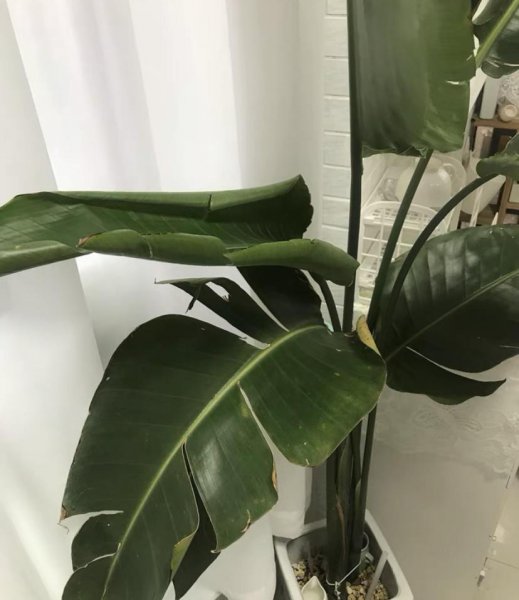 天堂鸟适合家养吗