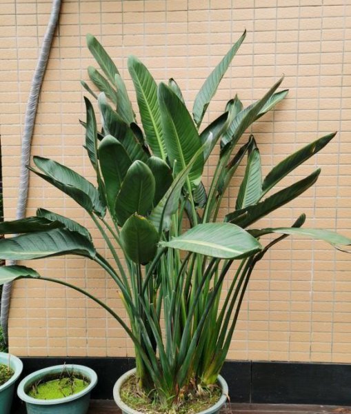天堂鸟适合家养吗