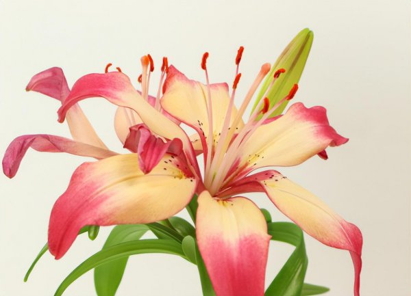 百合花花蕊什么时候摘掉合适