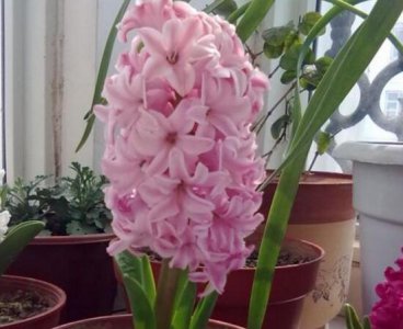 风信子开花后怎么处理 风信子开花后的养护办法