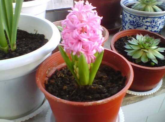 风信子开花后怎么处理