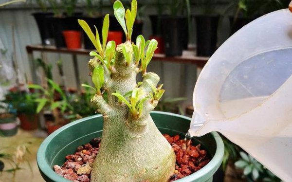 沙漠玫瑰冬天如何养护