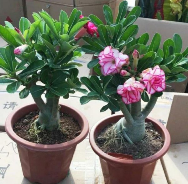 沙漠玫瑰冬天如何养护
