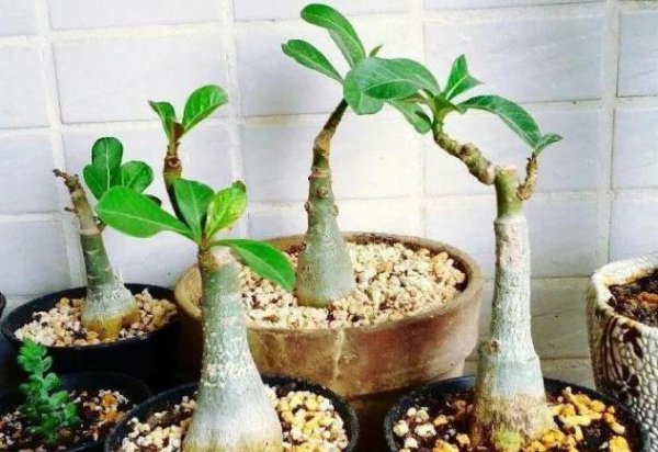 沙漠玫瑰冬天如何养护